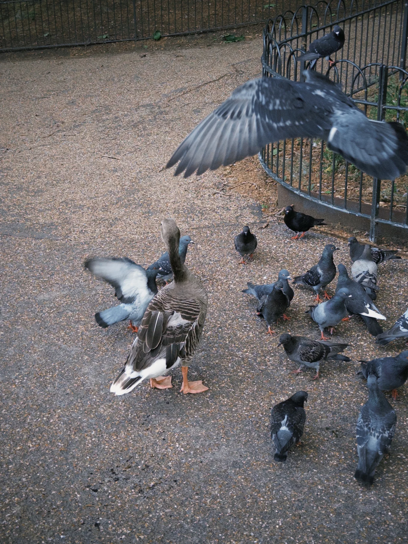 Wingbeat, photographed in London in 2026