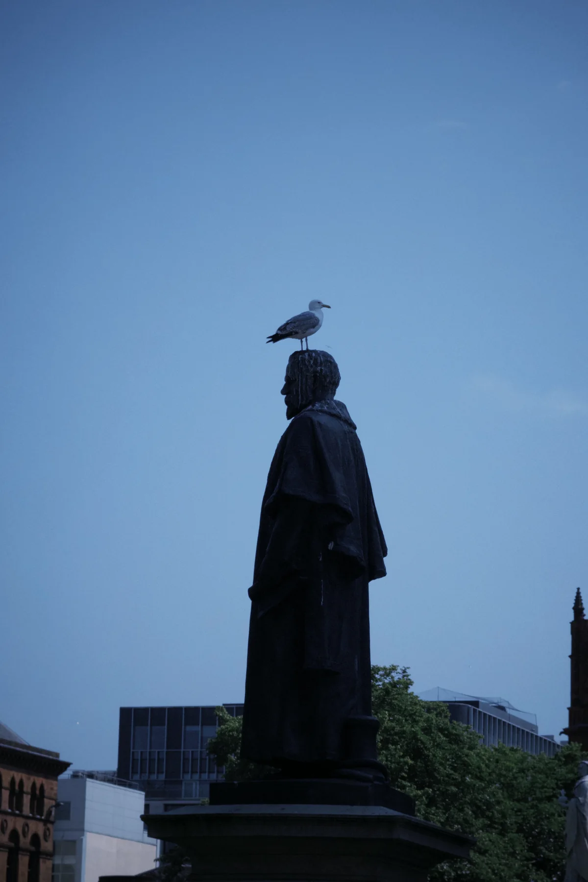Gull on a General, photographed in Belfast in 2026