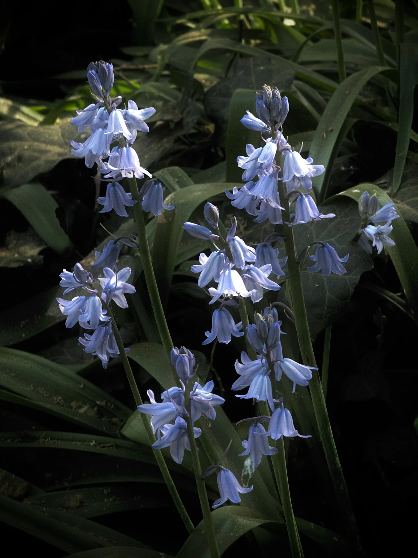 Bluebells, photographed in London in 2026