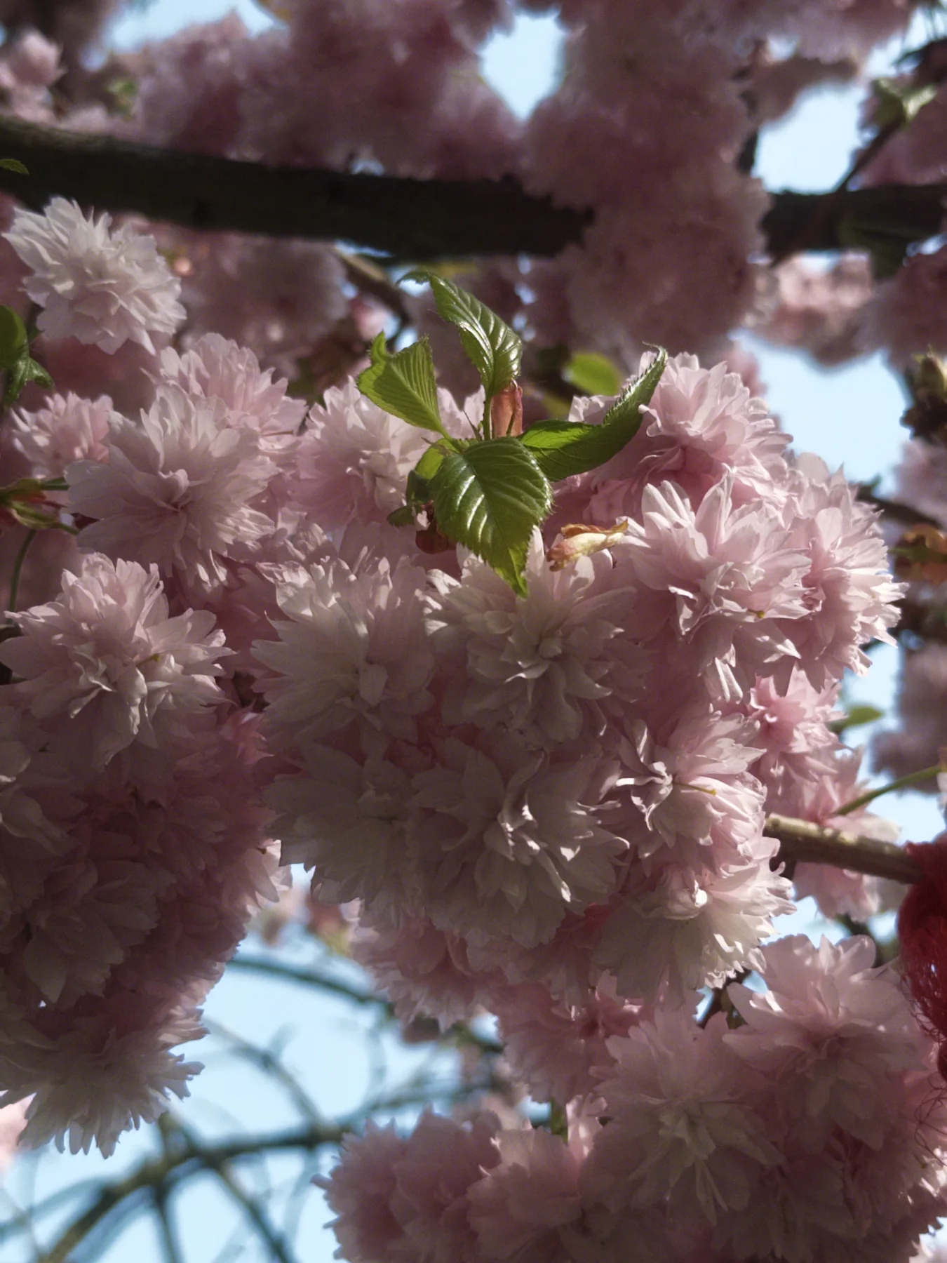 Cherry Light, photographed in London in 2026