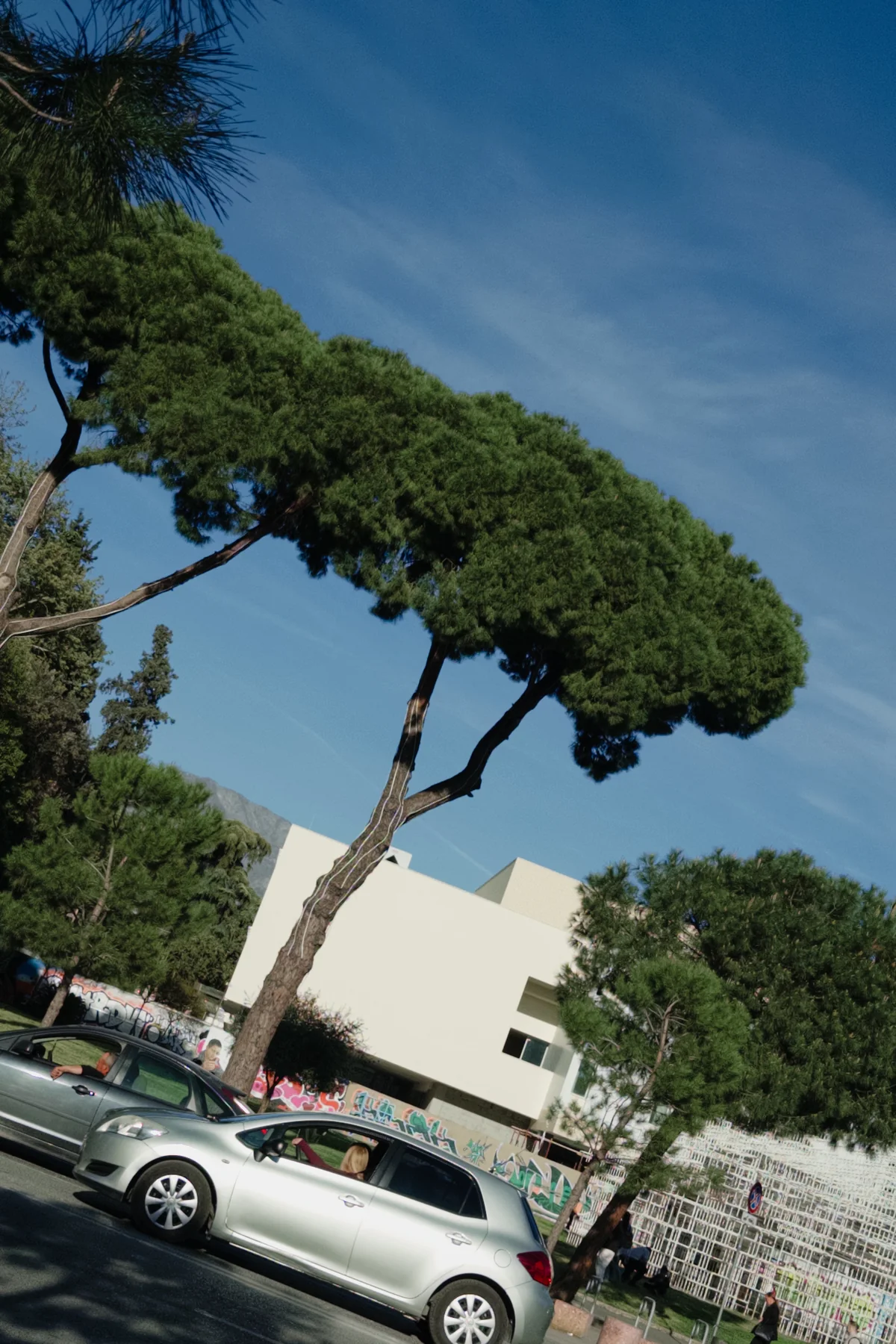 Pine and Plane, photographed in Tirana in 2026
