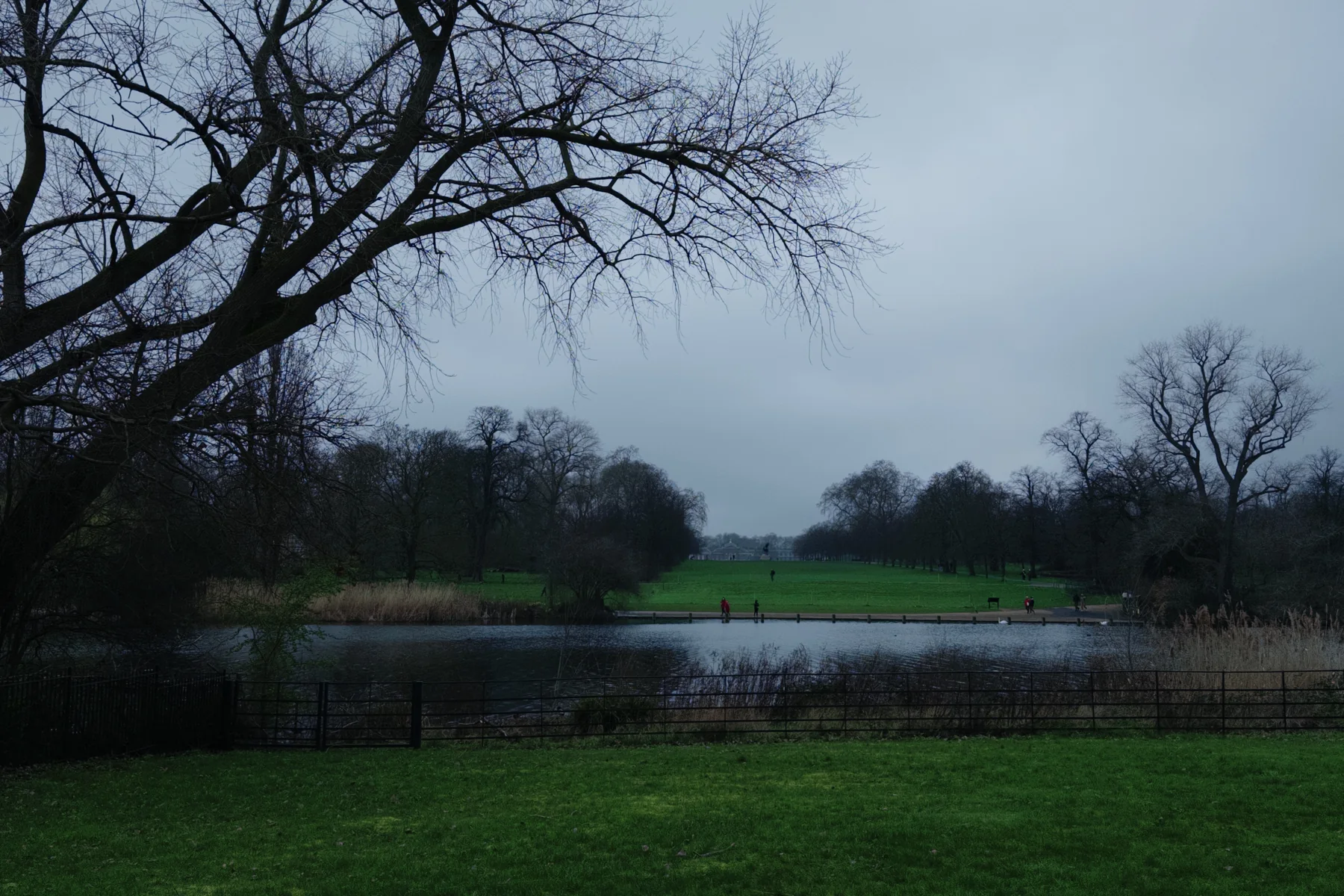 Bare Trees, photographed in London in 2026