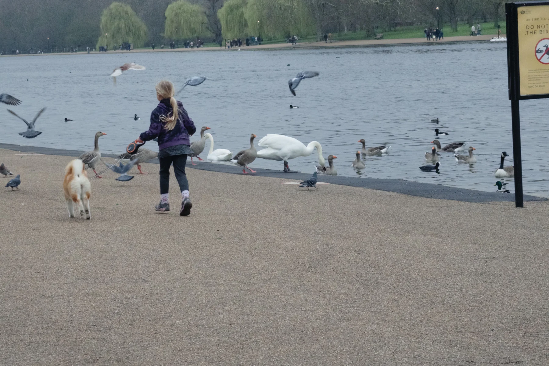 Girl and Swans, photographed in London in 2026