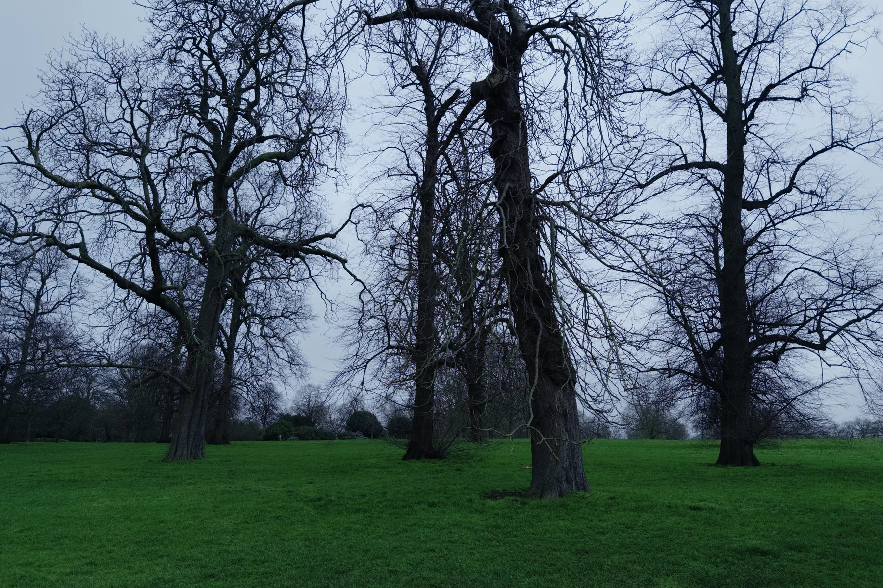 Winter Canopy, photographed in London in 2026