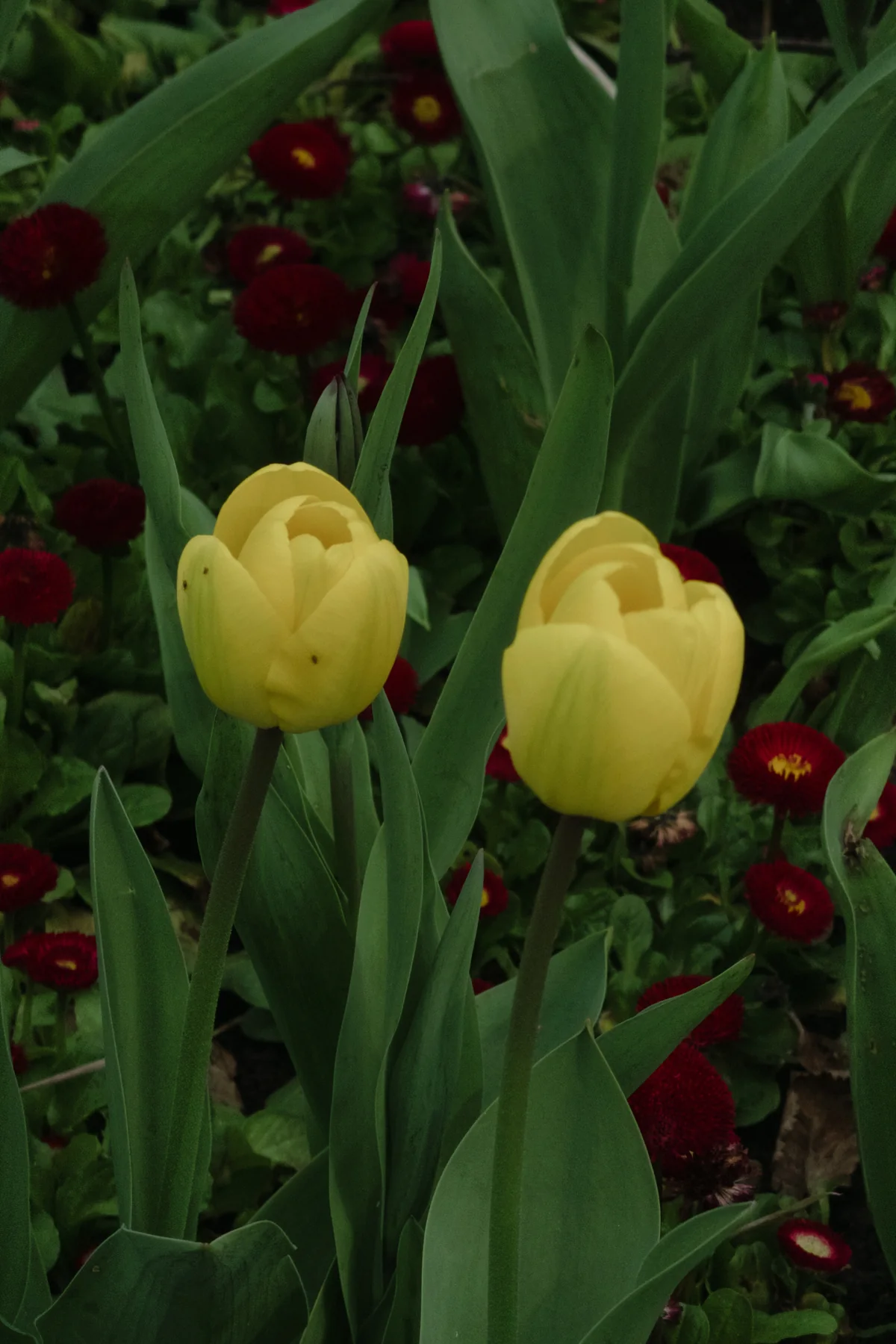 Yellow Pair, photographed in London in 2026