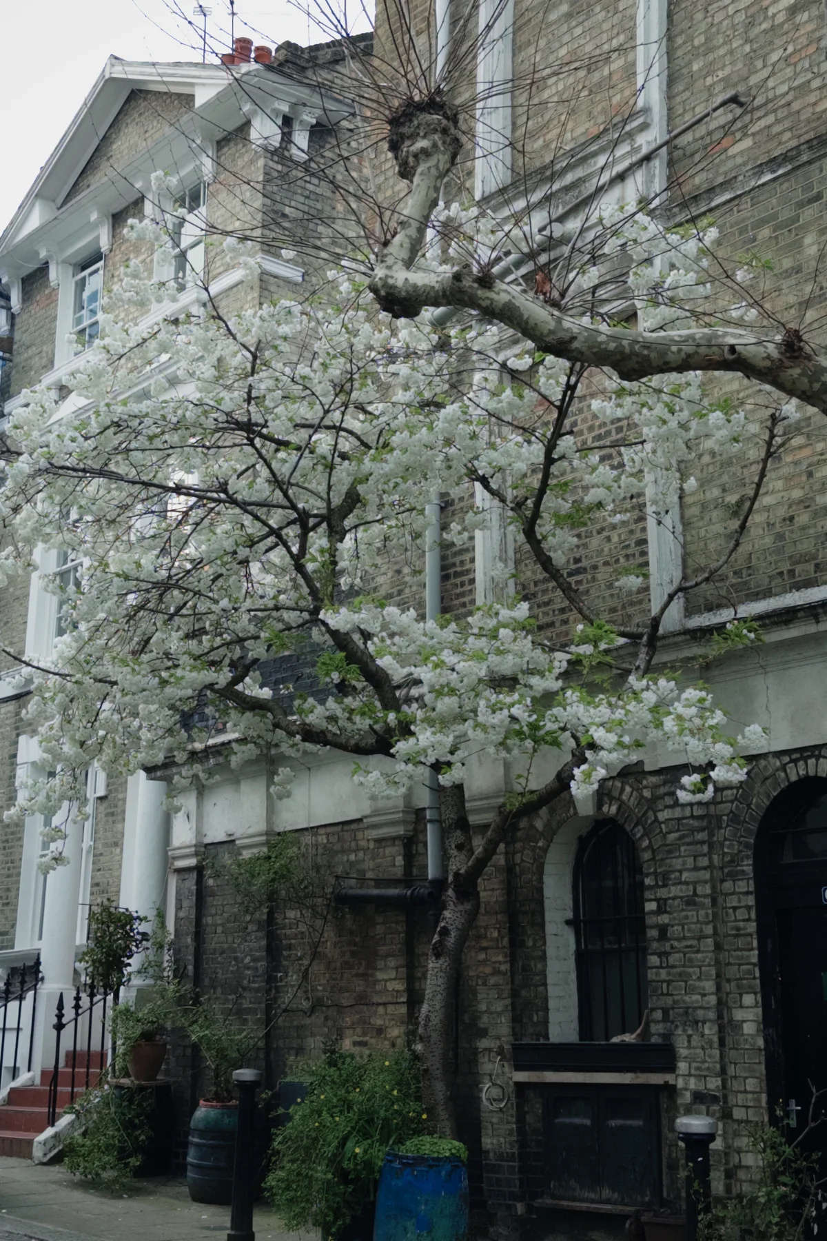 White Blossom, photographed in London in 2026