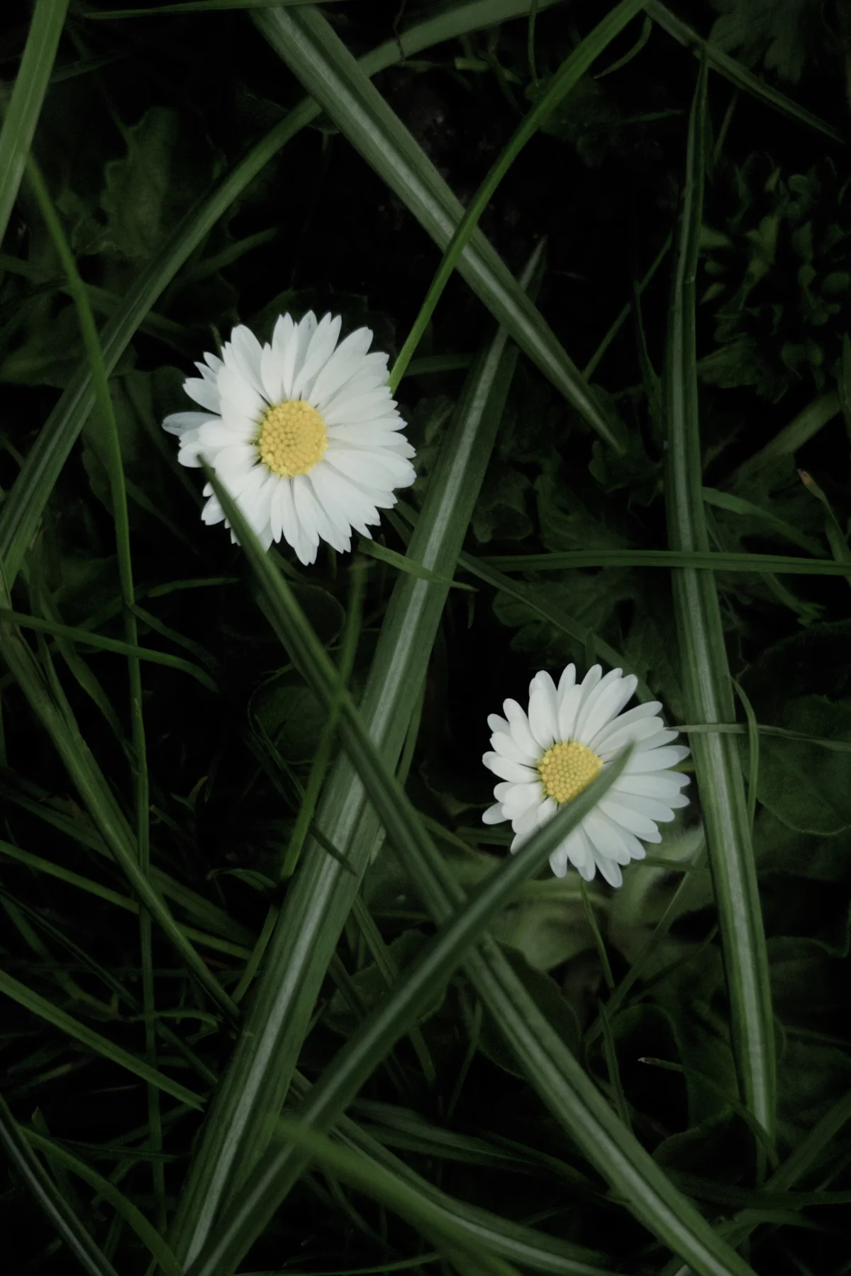 Two Daisies, photographed in London in 2026