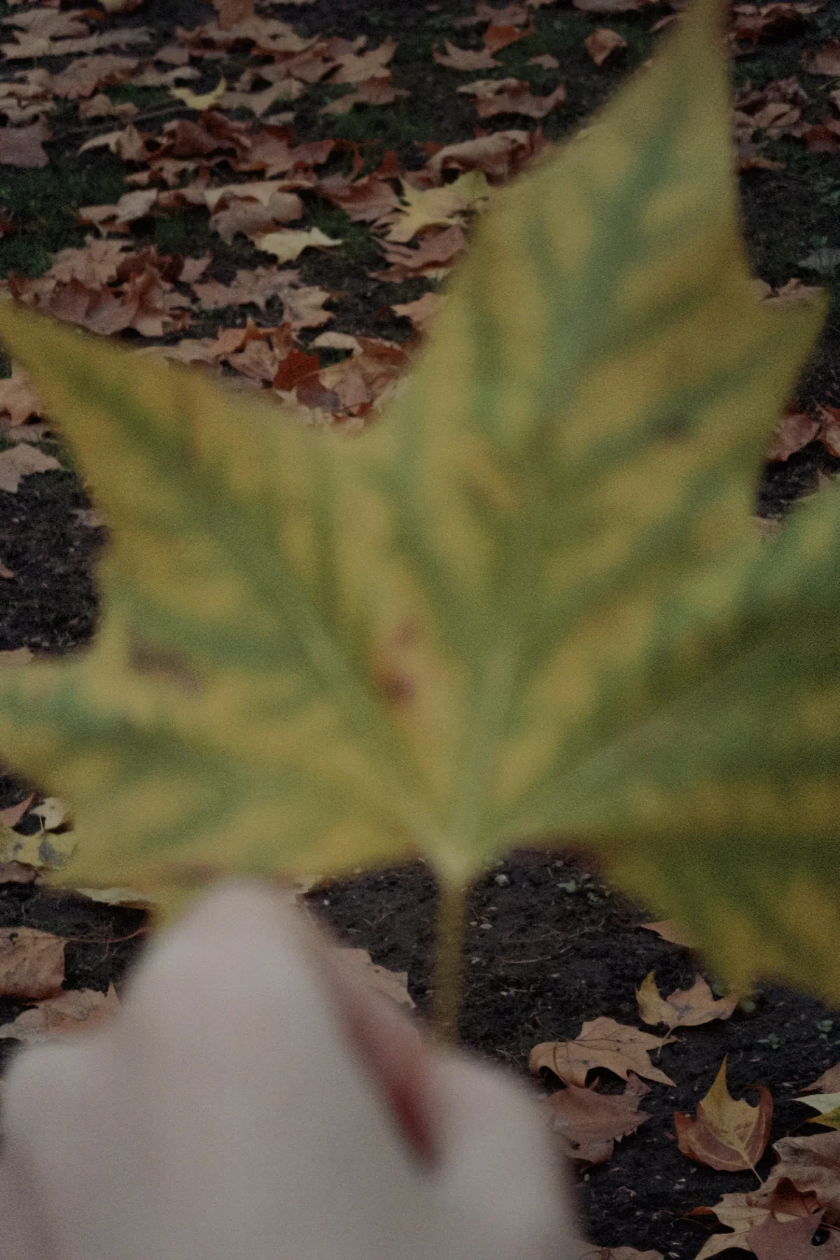 Leaf / Vein, photographed in London in 2025