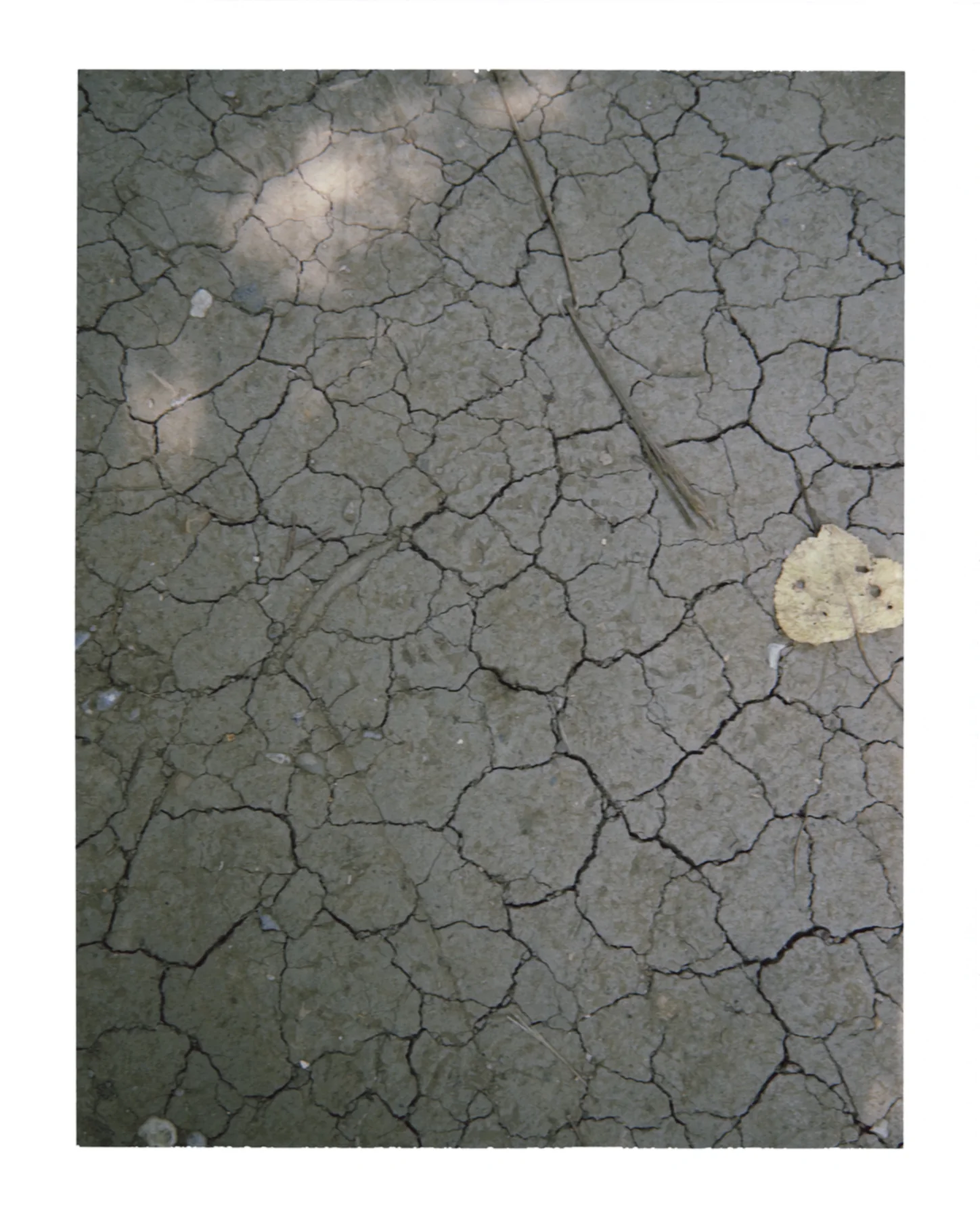 Drought / Blossom, photographed in London in 2025