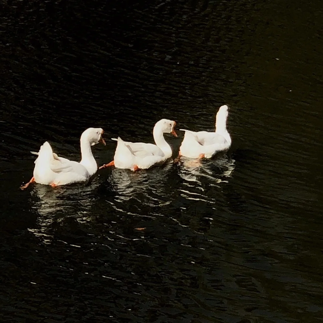 White Geese, photographed in Suzhou in 2020