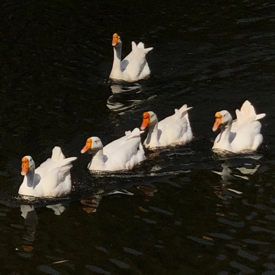 Swan Family, photographed in Suzhou in 2020