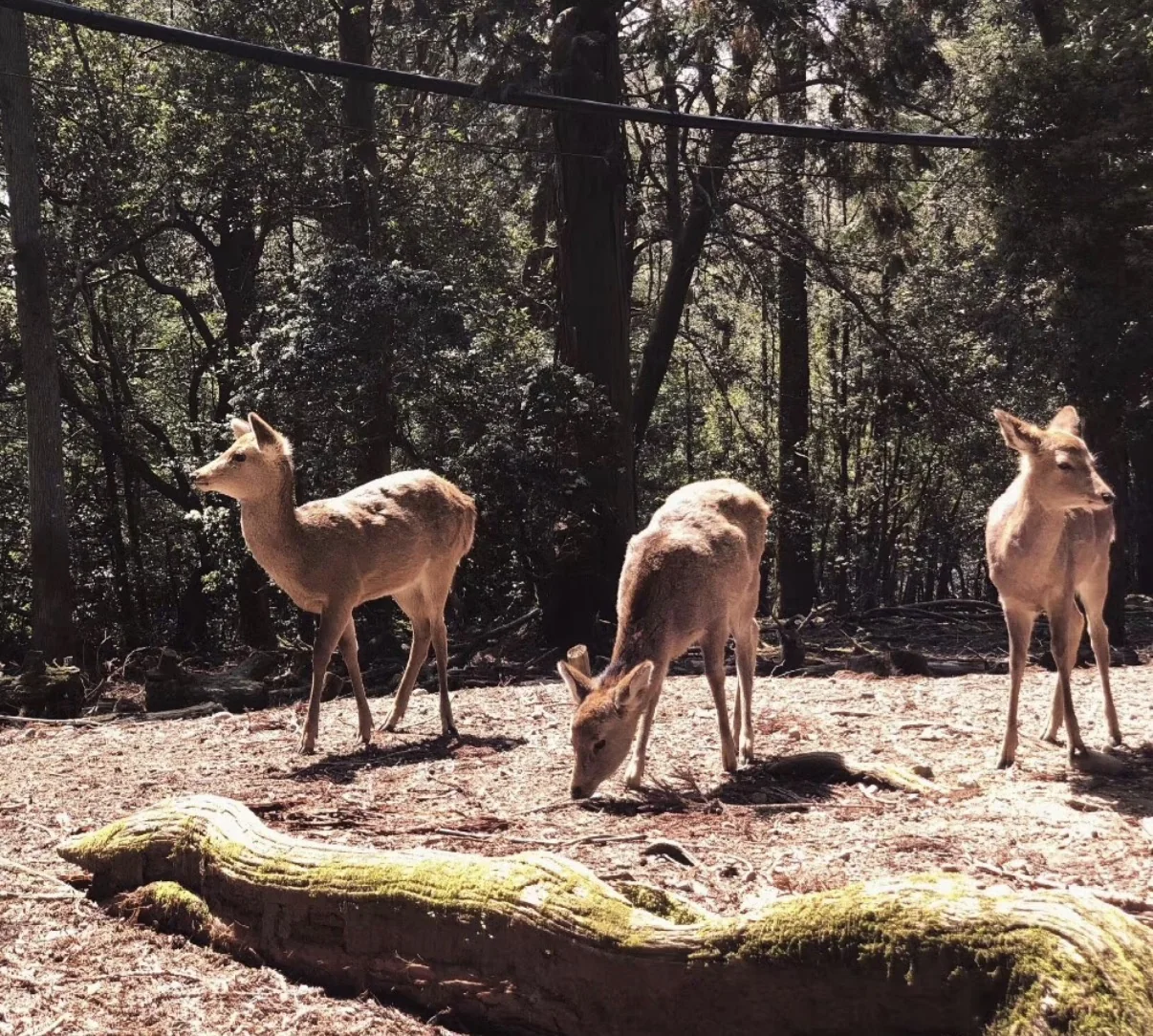 Four Deer, photographed in Kyoto in 2019